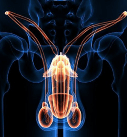 Male Reproductive Surgery